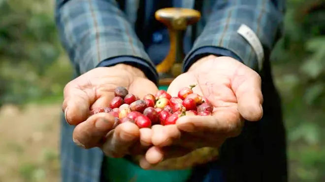 مزارع يمني يحمل حبوب القهوة الطازجة